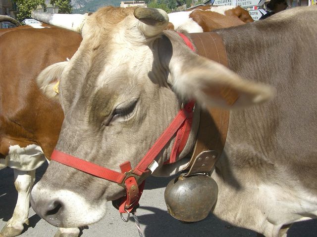 Vaches sospelloises